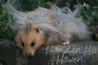 RC- Golden Umbrous Longhaired